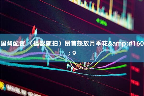 国督配资 （摄影随拍）昂首怒放月季花&#160; 9