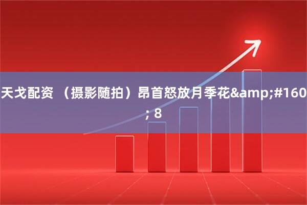 天戈配资 （摄影随拍）昂首怒放月季花&#160; 8