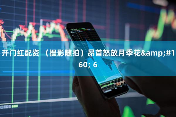 开门红配资 （摄影随拍）昂首怒放月季花&#160; 6