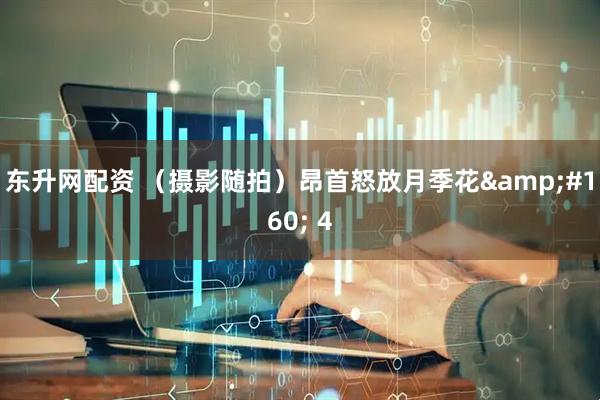 东升网配资 （摄影随拍）昂首怒放月季花&#160; 4